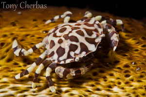 Bum Bum Crab. by Tony Cherbas 